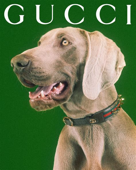 gucci sneakers dog and cat|gucci dog.